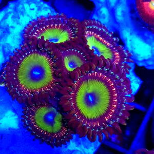 Zoanthus Apple Red Candy