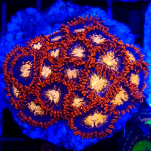 Zoanthus Orange Sunburst