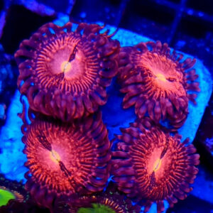 Zoanthus Purple Bee #417
