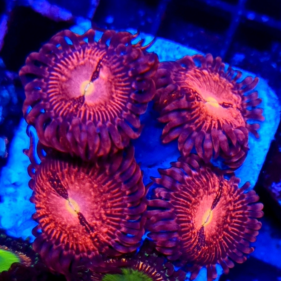 Zoanthus Purple Bee #417