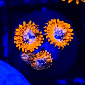 Zoanthus Utter Chaos