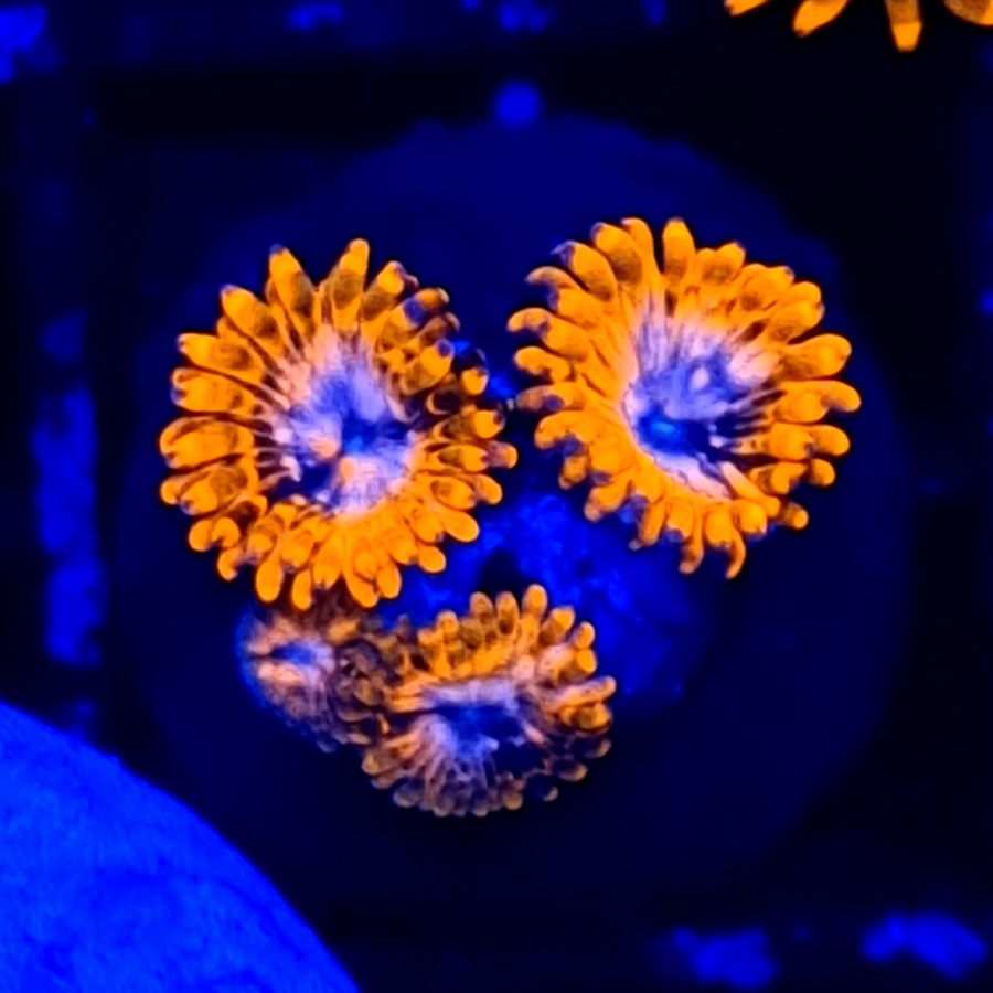 Zoanthus Utter Chaos