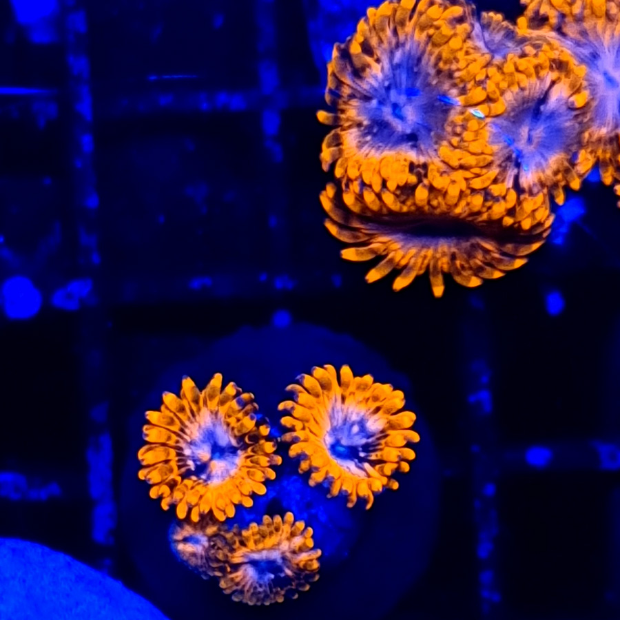 Zoanthus Utter Chaos