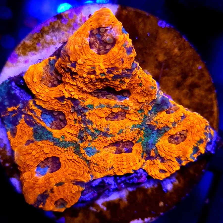 Acanthastrea Echinata LPS
