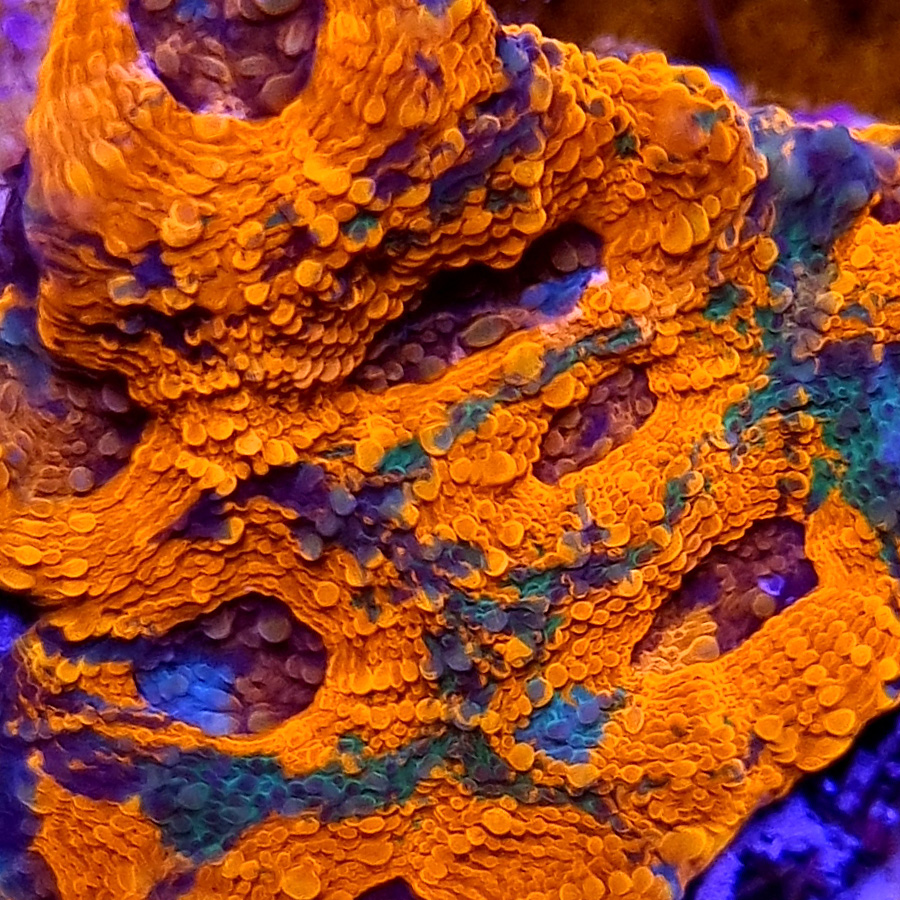 Acanthastrea Echinata LPS