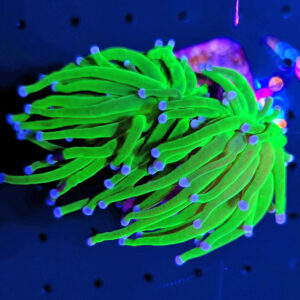 Euphyllia Glabrescens Toxic Green