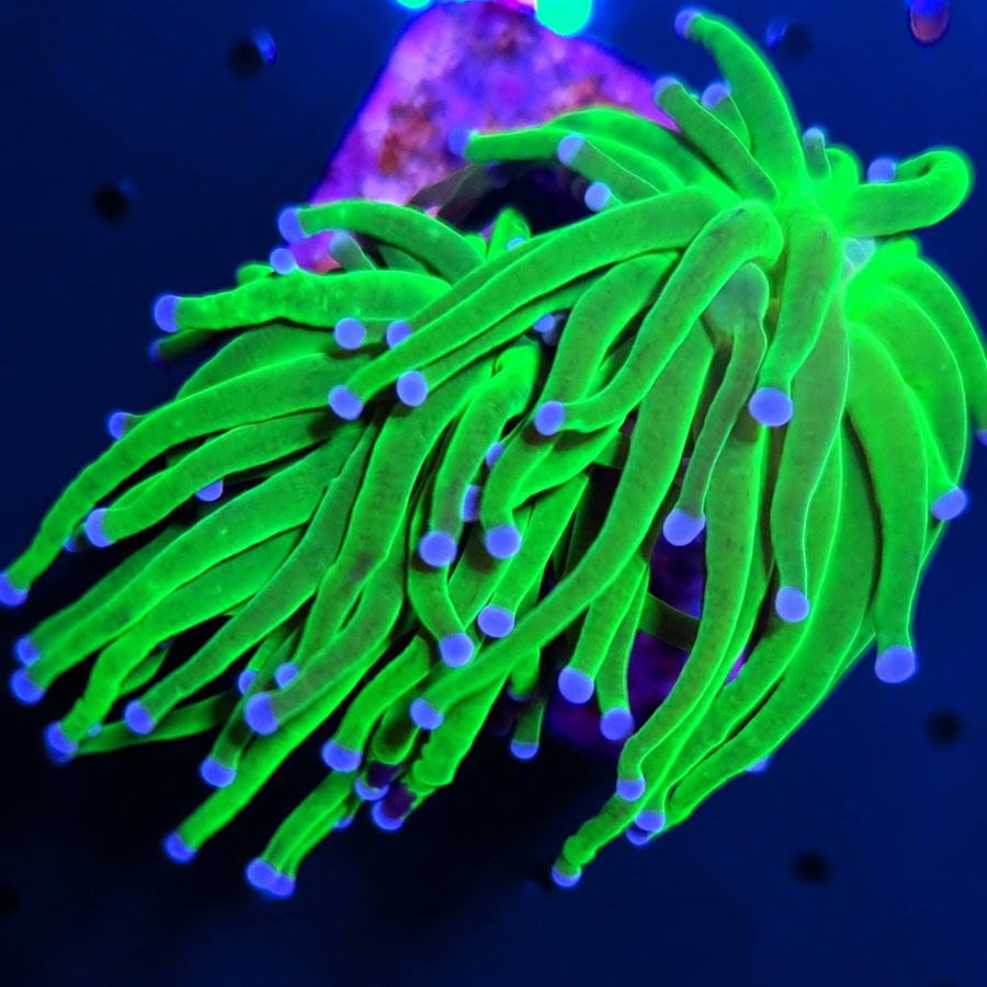 Euphyllia Glabrescens Toxic Green