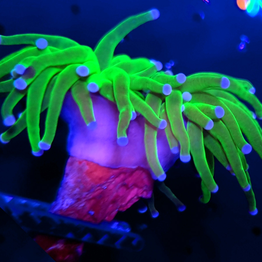 Euphyllia Glabrescens Toxic Green