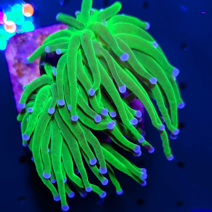 Euphyllia Glabrescens Toxic Green