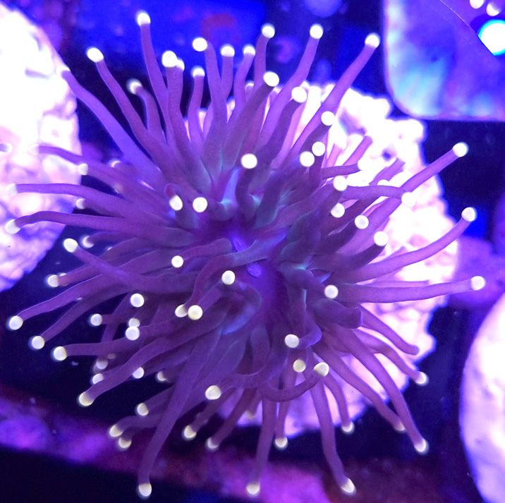 Euphyllia Glabrescens Black Torch