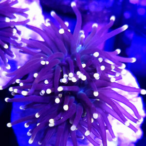 Euphyllia Glabrescens Black Torch