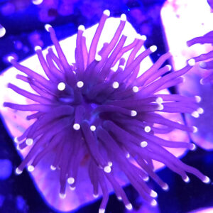 Euphyllia Glabrescens Black Torch