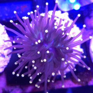 Euphyllia Glabrescens Black Torch