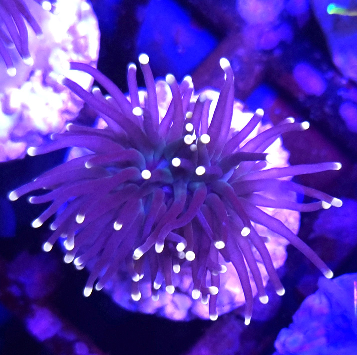 Euphyllia Glabrescens Black Torch