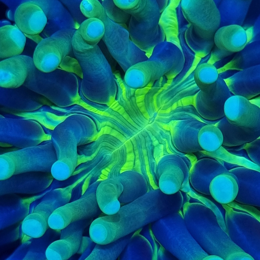 Koralowiec w zbiorniku Korale.Pro