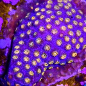 Leptastrea spp