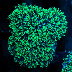 Briareum LPS koralowiec