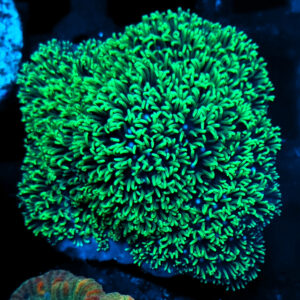 Briareum LPS prosty koralowiec