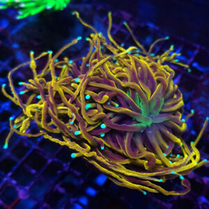 Euphyllia Glabrescens Dragon Soul 1/2H