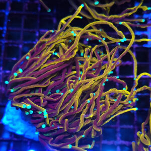 Euphyllia Glabrescens Dragon Soul 1H