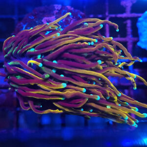Euphyllia Glabrescens Dragon Soul 1/2H