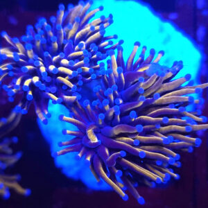 Euphyllia Glabrescens Indo Gold