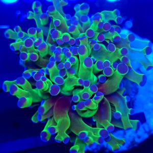 Euphyllia Paradivisa 1H #103