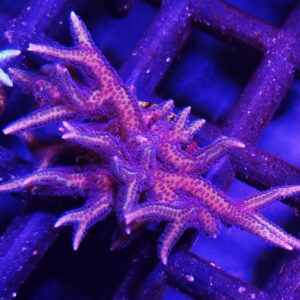 Seriatopora hystrix pink #117