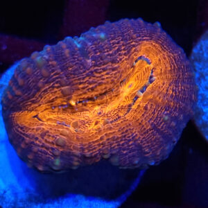 Lobophyllia 1H #10.L6