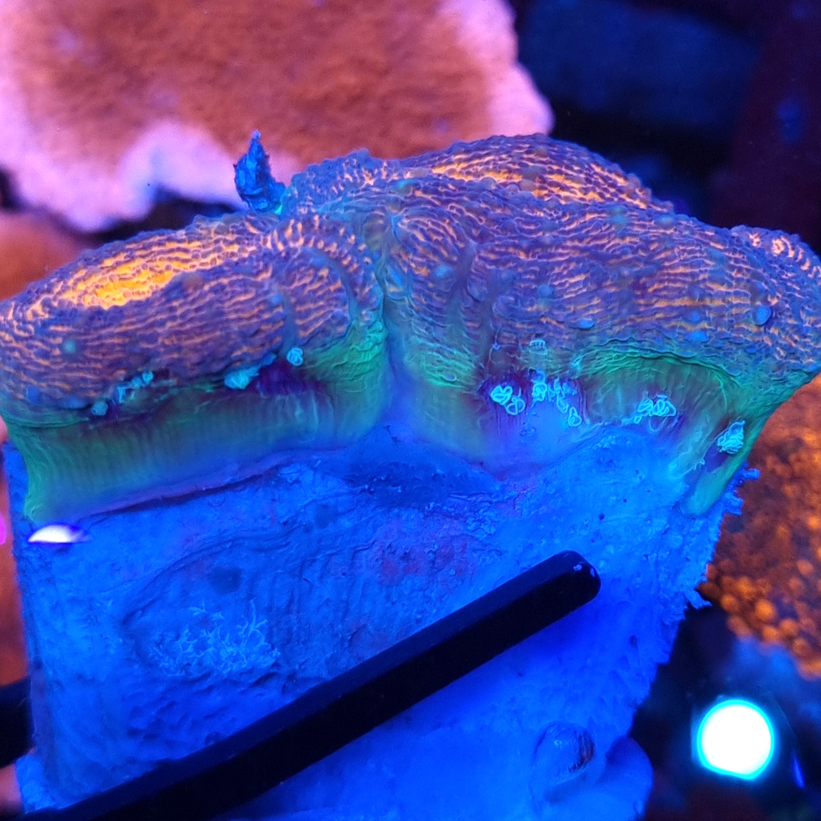 Lobophyllia 1H #10.L4 - obrazek 2