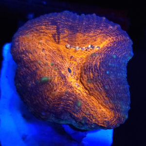 Lobophyllia 1H #10.L4