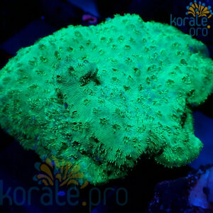 pavona maldivenis green