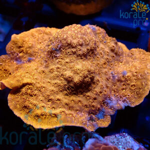 pavona maldivenis orange