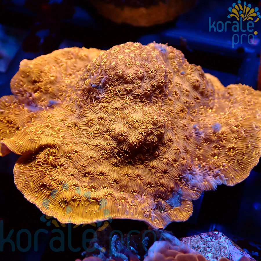 pavona maldivenis orange