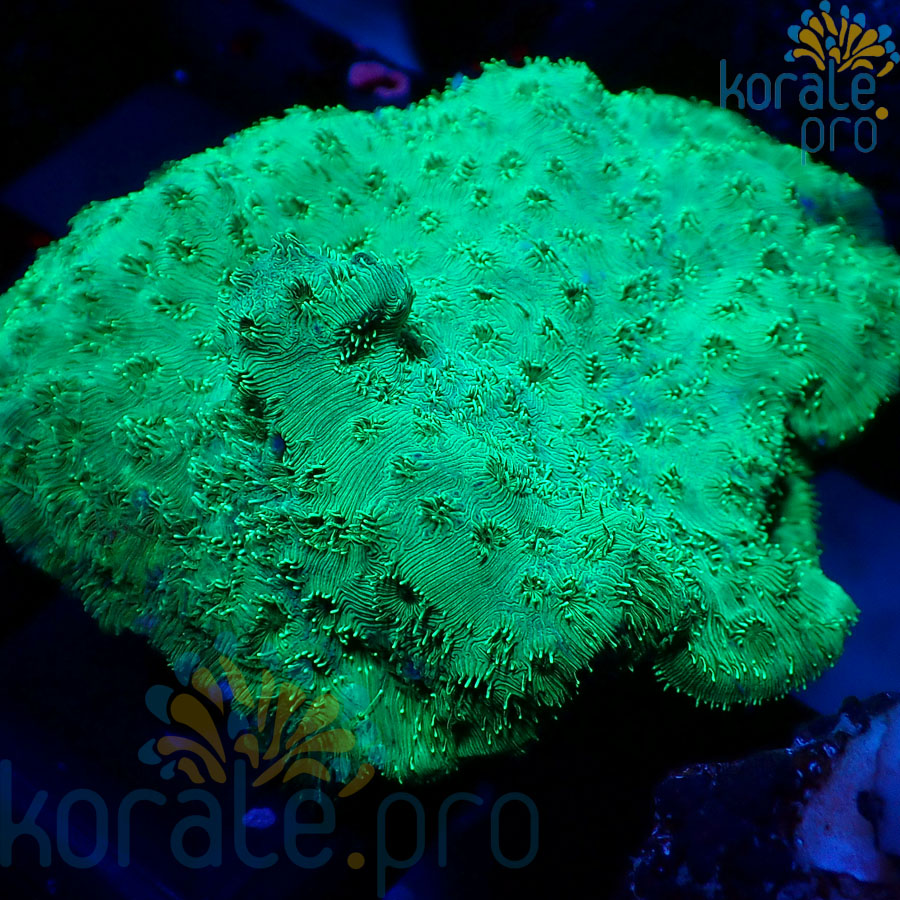 pavona maldivenis green