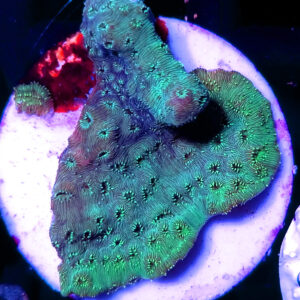 Pavona Maldivensis Green