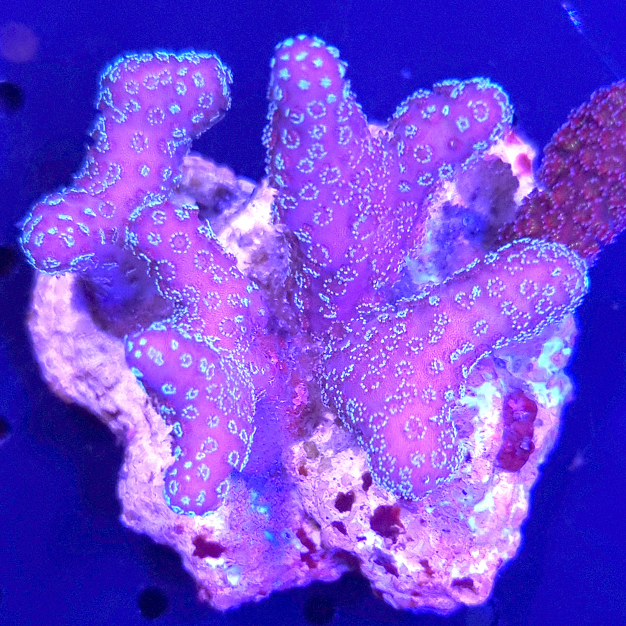 pocillopora fiji pink
