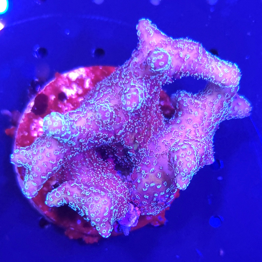 pocillopora fiji pink