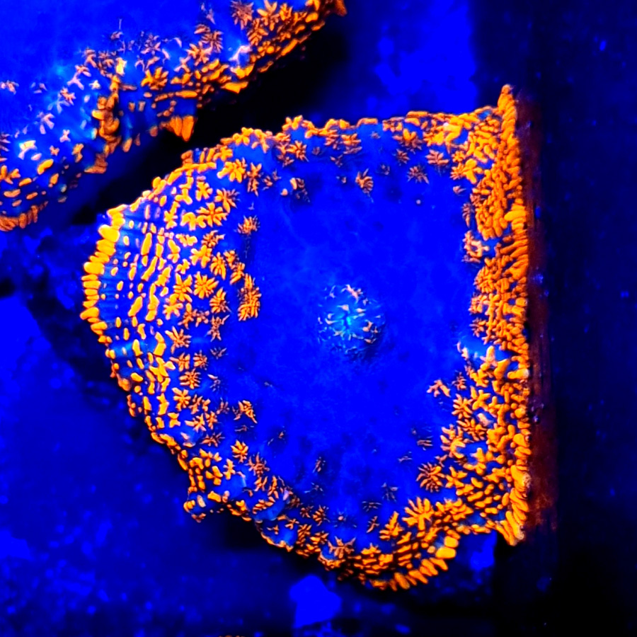 Rhodactis superman orange/red/blue