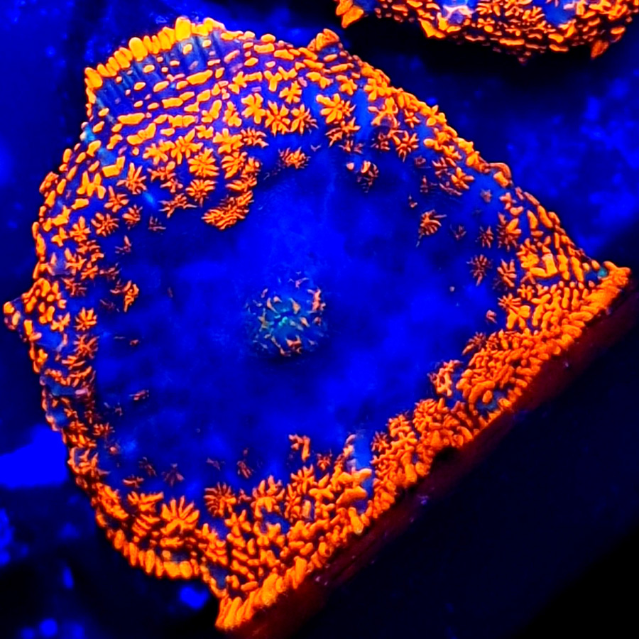 Rhodactis superman orange/red/blue