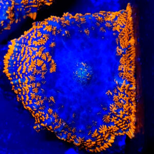 Rhodactis superman orange/red/blue