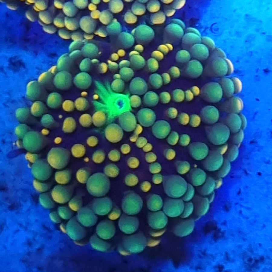 Ricordea Florida Grzyb
