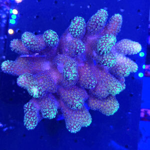 Stylophora Pistillata Green