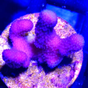 Stylophora Pistillata pink rzadki koralowiec