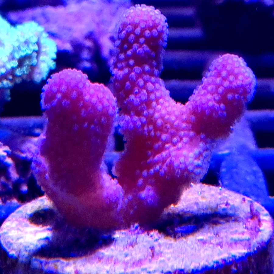 Stylophora Pistillata pink rzadki koralowiec