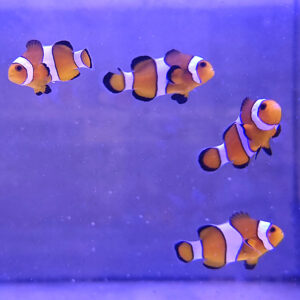 Amphiprion ocellaris Błazenki