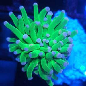 Euphyllia Cristata Hulk Green