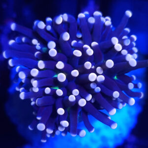 Euphyllia cristata joker