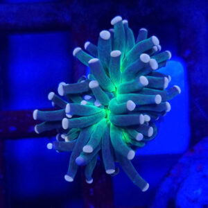 Euphyllia Cristata Joker