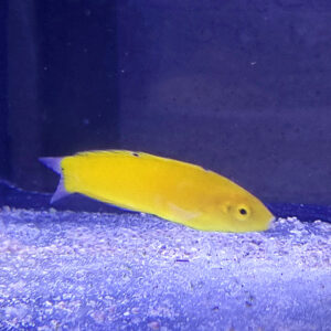 Halichoeres chrysus
